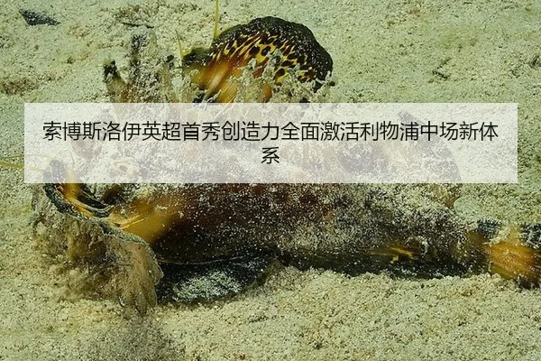 suo-bo-si-luo-yi-ying-chao-shou-xiu-chuang-zao-li-quan-mian-ji-huo-li-wu-pu-zhong-chang-xin-ti-xi-3-494.jpg